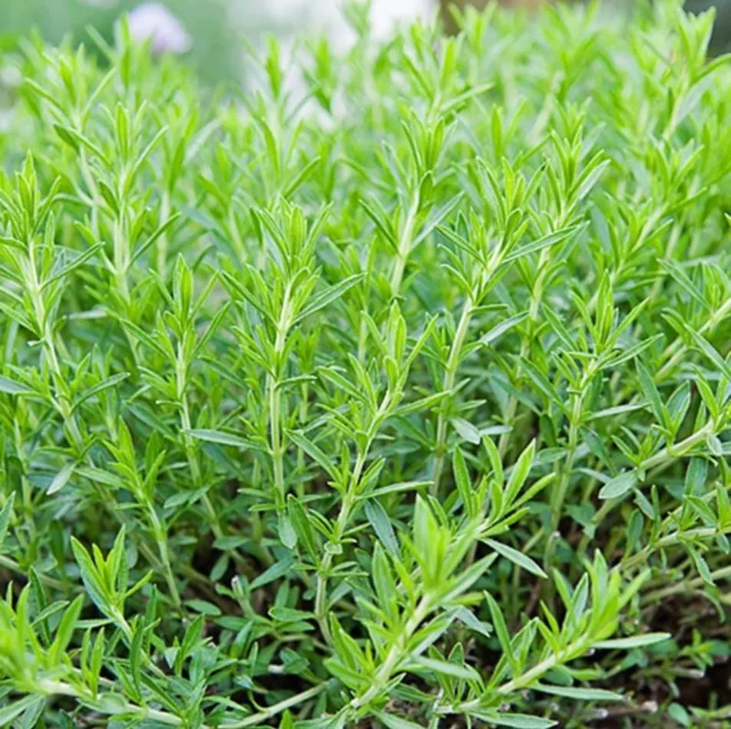 French Tarragon Live Plant - 4-6 Inch Tall Herb Starter for Garden French Tarragon Live Plant - 4-6 Inch Tall Herb Starter for Garden - Image 7