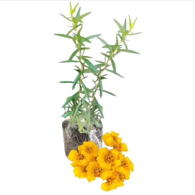 French Tarragon Live Plant - 4-6 Inch Tall Herb Starter for Garden French Tarragon Live Plant - 4-6 Inch Tall Herb Starter for Garden - Image 8