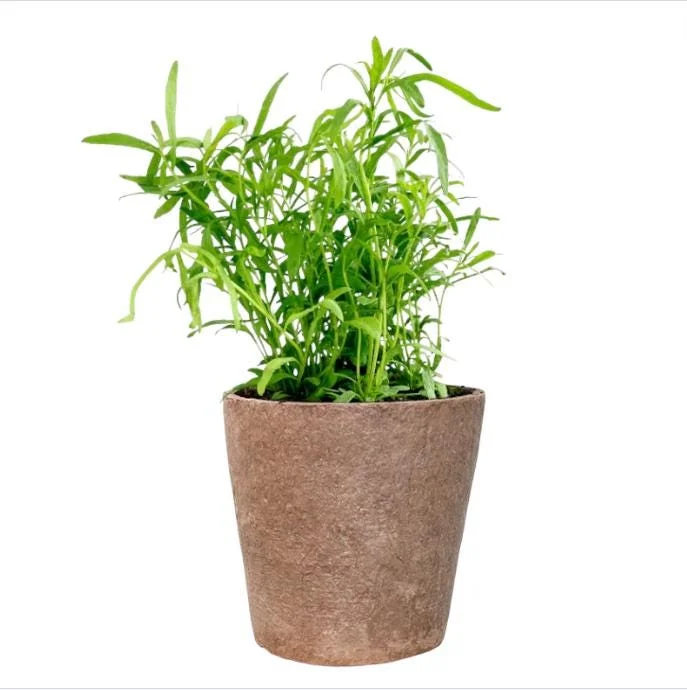 French Tarragon Live Plant - 4-6 Inch Tall Herb Starter for Garden French Tarragon Live Plant - 4-6 Inch Tall Herb Starter for Garden - Image 1