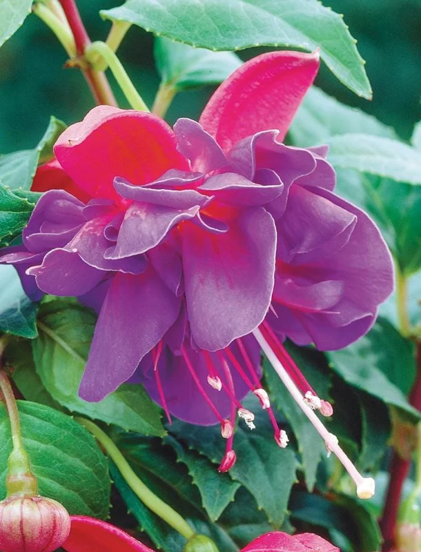 Fuchsia Dark Eyes Live Plant - Hardy Lantern Flowers, Set of 2, 5-6 Inch Tall, 4 Inch Pot Fuchsia Dark Eyes Live Plant - Hardy Lantern Flowers, Set of 2, 5-6 Inch Tall, 4 Inch Pot - Image 2