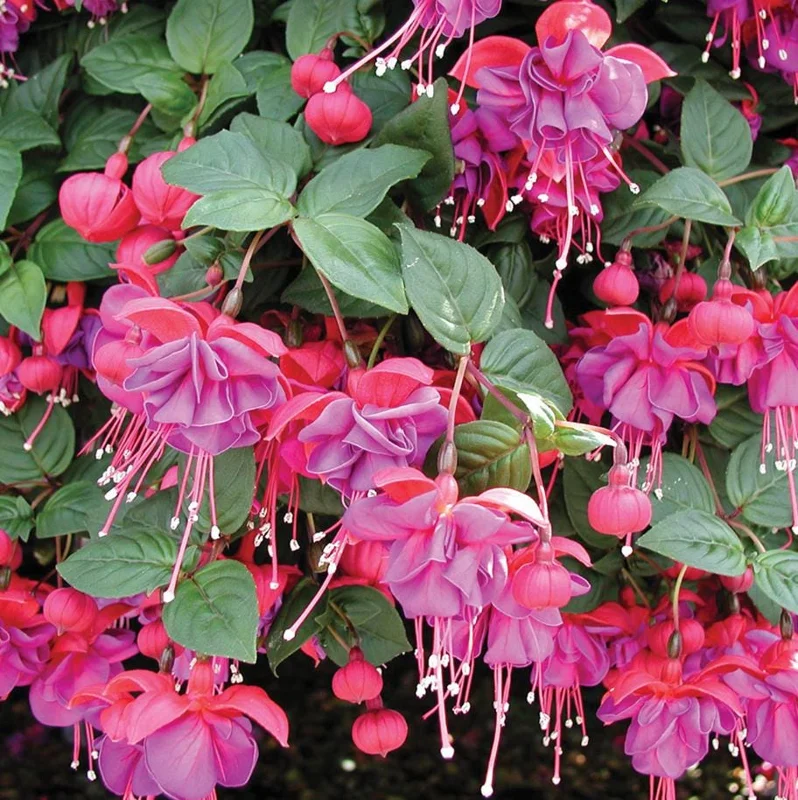 Fuchsia Dark Eyes Live Plant - Hardy Lantern Flowers, Set of 2, 5-6 Inch Tall, 4 Inch Pot Fuchsia Dark Eyes Live Plant - Hardy Lantern Flowers, Set of 2, 5-6 Inch Tall, 4 Inch Pot - Image 3