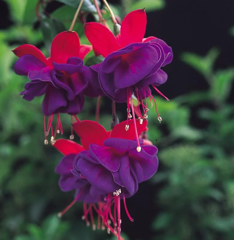 Fuchsia Dark Eyes Live Plant - Hardy Lantern Flowers, Set of 2, 5-6 Inch Tall, 4 Inch Pot Fuchsia Dark Eyes Live Plant - Hardy Lantern Flowers, Set of 2, 5-6 Inch Tall, 4 Inch Pot - Image 4