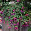 Fuchsia Dark Eyes Live Plant - Hardy Lantern Flowers, Set of 2, 5-6 Inch Tall, 4 Inch Pot Fuchsia Dark Eyes Live Plant - Hardy Lantern Flowers, Set of 2, 5-6 Inch Tall, 4 Inch Pot - Image 1