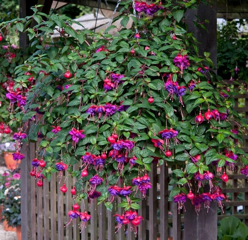 Fuchsia Dark Eyes Live Plant - Hardy Lantern Flowers, Set of 2, 5-6 Inch Tall, 4 Inch Pot Fuchsia Dark Eyes Live Plant - Hardy Lantern Flowers, Set of 2, 5-6 Inch Tall, 4 Inch Pot - Image 1