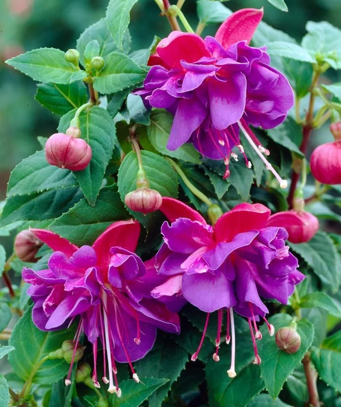 Fuchsia Dark Eyes Live Plant - Hardy Lantern Flowers, Set of 2, 5-6 Inch Tall, 4 Inch Pot Fuchsia Dark Eyes Live Plant - Hardy Lantern Flowers, Set of 2, 5-6 Inch Tall, 4 Inch Pot - Image 5