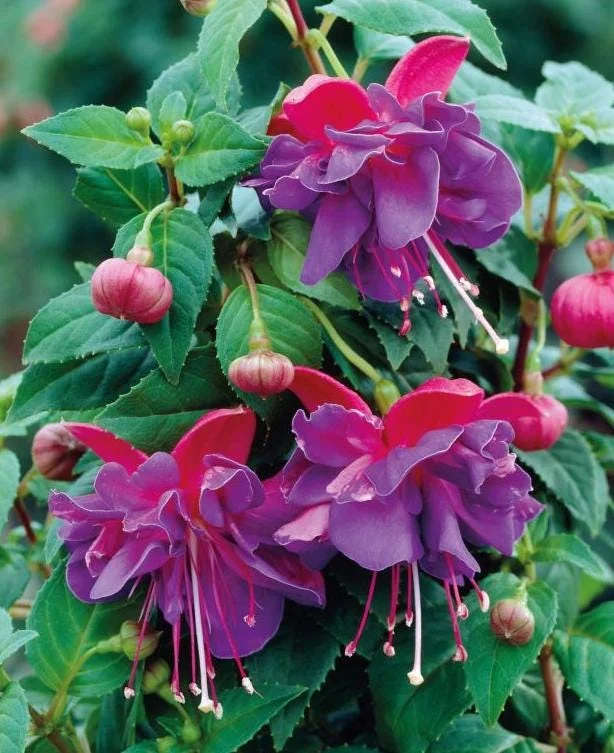 Fuchsia Dark Eyes Live Plant - Hardy Lantern Flowers, Set of 2, 5-6 Inch Tall, 4 Inch Pot Fuchsia Dark Eyes Live Plant - Hardy Lantern Flowers, Set of 2, 5-6 Inch Tall, 4 Inch Pot - Image 6