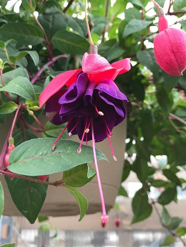 Fuchsia Dark Eyes Live Plant - Hardy Lantern Flowers, Set of 2, 5-6 Inch Tall, 4 Inch Pot Fuchsia Dark Eyes Live Plant - Hardy Lantern Flowers, Set of 2, 5-6 Inch Tall, 4 Inch Pot - Image 7