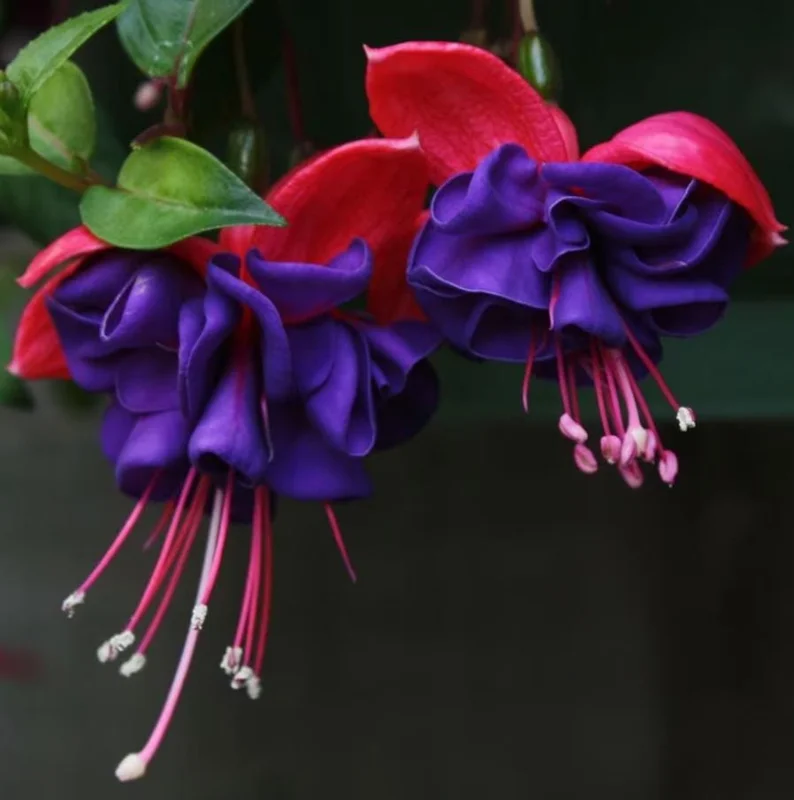 Fuchsia Dark Eyes Live Plant - Hardy Lantern Flowers, Set of 2, 5-6 Inch Tall, 4 Inch Pot Fuchsia Dark Eyes Live Plant - Hardy Lantern Flowers, Set of 2, 5-6 Inch Tall, 4 Inch Pot - Image 8