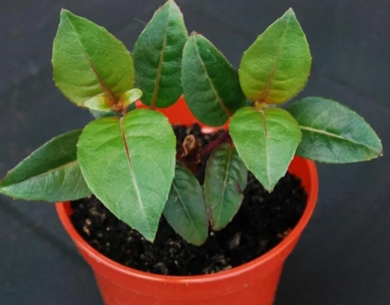 Fuchsia Dark Eyes Live Plant - Hardy Lantern Flowers, Set of 2, 5-6 Inch Tall, 4 Inch Pot Fuchsia Dark Eyes Live Plant - Hardy Lantern Flowers, Set of 2, 5-6 Inch Tall, 4 Inch Pot - Image 9