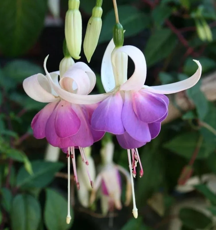 Fuchsia 'Lena' Live Plants – Pink Purple Hanging Flowers – Set of 2 – 4-6 Inch Tall in 4 Inch Pots – Outdoor Fuchsia 'Lena' Live Plants – Pink Purple Hanging Flowers – Set of 2 – 4-6 Inch Tall in 4 Inch Pots – Outdoor - Image 2