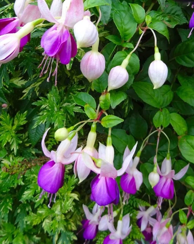 Fuchsia 'Lena' Live Plants – Pink Purple Hanging Flowers – Set of 2 – 4-6 Inch Tall in 4 Inch Pots – Outdoor Fuchsia 'Lena' Live Plants – Pink Purple Hanging Flowers – Set of 2 – 4-6 Inch Tall in 4 Inch Pots – Outdoor - Image 3