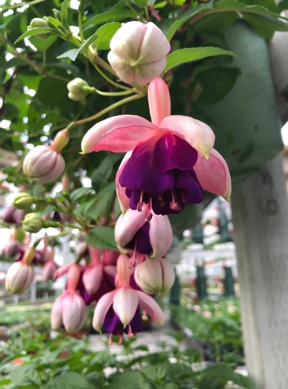 Fuchsia 'Lena' Live Plants – Pink Purple Hanging Flowers – Set of 2 – 4-6 Inch Tall in 4 Inch Pots – Outdoor Fuchsia 'Lena' Live Plants – Pink Purple Hanging Flowers – Set of 2 – 4-6 Inch Tall in 4 Inch Pots – Outdoor - Image 4