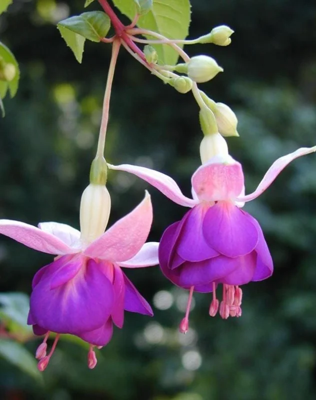 Fuchsia 'Lena' Live Plants – Pink Purple Hanging Flowers – Set of 2 – 4-6 Inch Tall in 4 Inch Pots – Outdoor Fuchsia 'Lena' Live Plants – Pink Purple Hanging Flowers – Set of 2 – 4-6 Inch Tall in 4 Inch Pots – Outdoor - Image 5