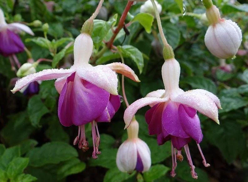 Fuchsia 'Lena' Live Plants – Pink Purple Hanging Flowers – Set of 2 – 4-6 Inch Tall in 4 Inch Pots – Outdoor Fuchsia 'Lena' Live Plants – Pink Purple Hanging Flowers – Set of 2 – 4-6 Inch Tall in 4 Inch Pots – Outdoor - Image 7
