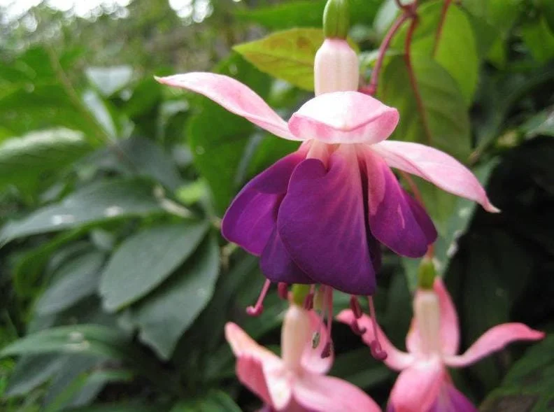 Fuchsia 'Lena' Live Plants – Pink Purple Hanging Flowers – Set of 2 – 4-6 Inch Tall in 4 Inch Pots – Outdoor Fuchsia 'Lena' Live Plants – Pink Purple Hanging Flowers – Set of 2 – 4-6 Inch Tall in 4 Inch Pots – Outdoor - Image 8