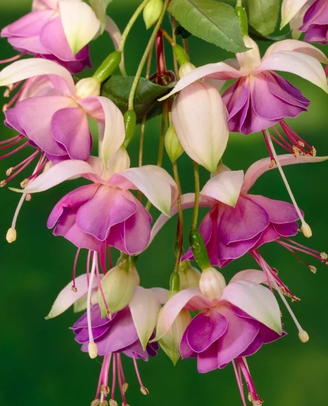 Fuchsia 'Lena' Live Plants – Pink Purple Hanging Flowers – Set of 2 – 4-6 Inch Tall in 4 Inch Pots – Outdoor Fuchsia 'Lena' Live Plants – Pink Purple Hanging Flowers – Set of 2 – 4-6 Inch Tall in 4 Inch Pots – Outdoor - Image 1