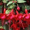 Fuchsia Marinka Live Plant – Hardy Trailing Flowers – 5 to 6 Inch Tall – 4 Inch Pot Fuchsia Marinka Live Plant – Hardy Trailing Flowers – 5 to 6 Inch Tall – 4 Inch Pot - Image 1