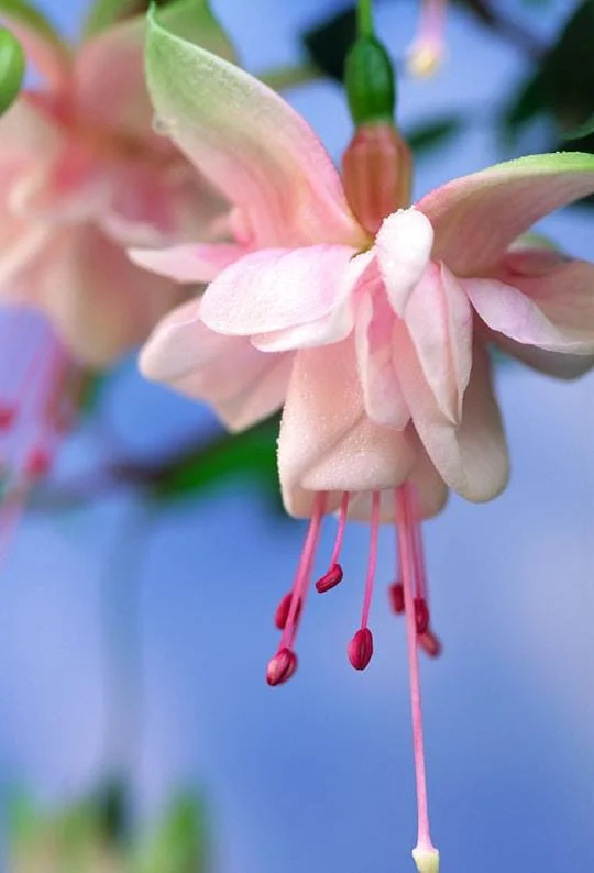 Home Fuchsia 'Southgate' Live Plants, Set of 2, 4-6in Tall in 4in Pots, Outdoor - Image 2