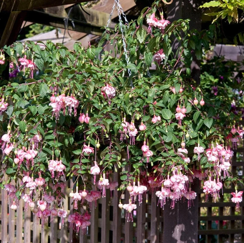 Fuchsia 'Southgate' Live Plants, Set of 2, 4-6in Tall in 4in Pots, Outdoor Fuchsia 'Southgate' Live Plants, Set of 2, 4-6in Tall in 4in Pots, Outdoor - Image 5