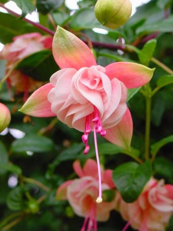 Fuchsia 'Southgate' Live Plants, Set of 2, 4-6in Tall in 4in Pots, Outdoor Fuchsia 'Southgate' Live Plants, Set of 2, 4-6in Tall in 4in Pots, Outdoor - Image 7