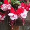Fuchsia 'Swingtime' Live Plants - 2 Pack, 4-6 Inch Tall, 4 Inch Pot, Red & White Hanging Outdoor Flowers Fuchsia 'Swingtime' Live Plants - 2 Pack, 4-6 Inch Tall, 4 Inch Pot, Red & White Hanging Outdoor Flowers - Image 1