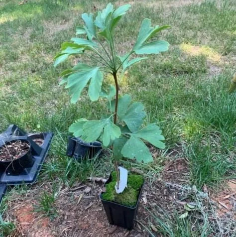 Ginkgo Biloba Live Tree - 6-12" Tall, 1 Quart Pot - Deciduous Maidenhair Tree Ginkgo Biloba Live Tree - 6-12" Tall, 1 Quart Pot - Deciduous Maidenhair Tree - Image 10