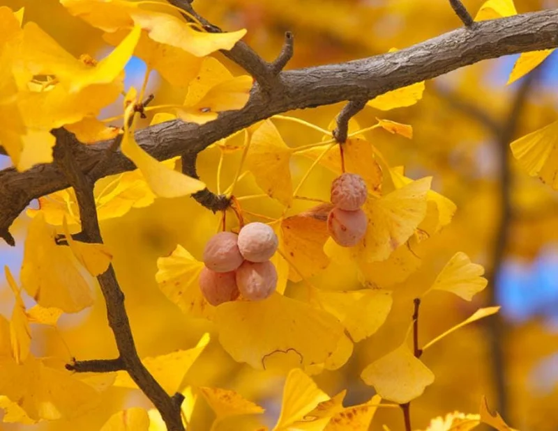 Ginkgo Biloba Live Tree - 6-12" Tall, 1 Quart Pot - Deciduous Maidenhair Tree Ginkgo Biloba Live Tree - 6-12" Tall, 1 Quart Pot - Deciduous Maidenhair Tree - Image 2