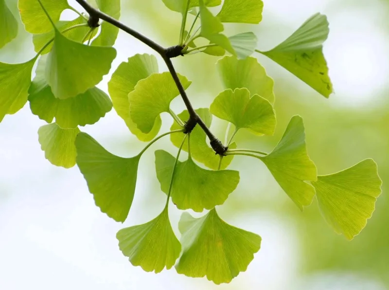 Ginkgo Biloba Live Tree - 6-12" Tall, 1 Quart Pot - Deciduous Maidenhair Tree Ginkgo Biloba Live Tree - 6-12" Tall, 1 Quart Pot - Deciduous Maidenhair Tree - Image 4