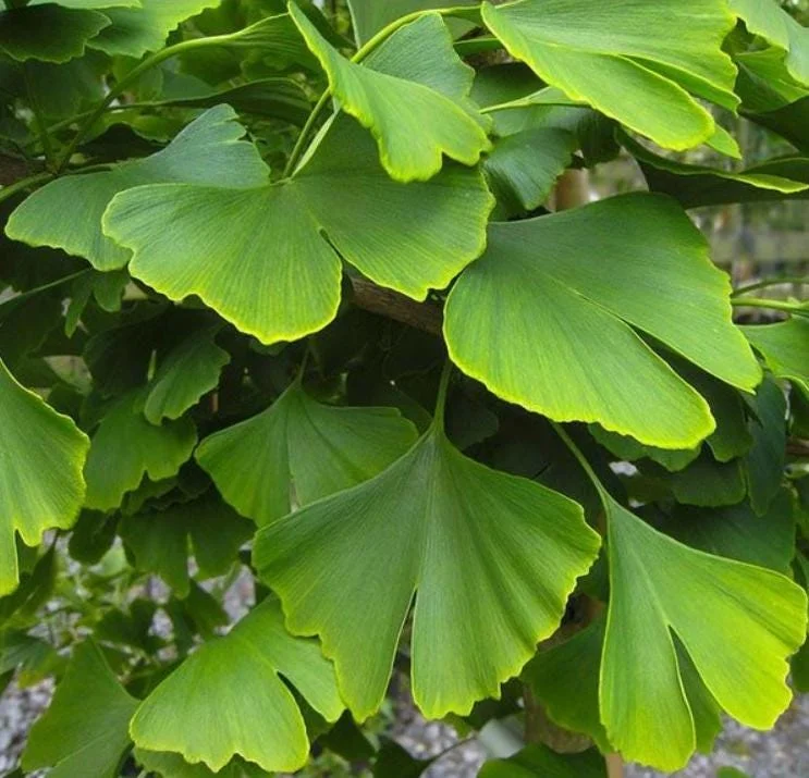 Ginkgo Biloba Live Tree - 6-12" Tall, 1 Quart Pot - Deciduous Maidenhair Tree Ginkgo Biloba Live Tree - 6-12" Tall, 1 Quart Pot - Deciduous Maidenhair Tree - Image 5