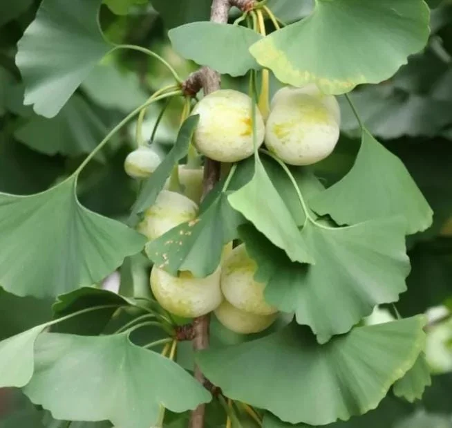 Ginkgo Biloba Live Tree - 6-12" Tall, 1 Quart Pot - Deciduous Maidenhair Tree Ginkgo Biloba Live Tree - 6-12" Tall, 1 Quart Pot - Deciduous Maidenhair Tree - Image 6