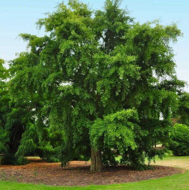 Ginkgo Biloba Live Tree - 6-12" Tall, 1 Quart Pot - Deciduous Maidenhair Tree Ginkgo Biloba Live Tree - 6-12" Tall, 1 Quart Pot - Deciduous Maidenhair Tree - Image 9