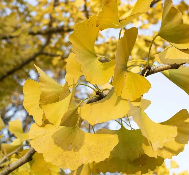 Ginkgo Biloba Live Tree - 6-12" Tall, 1 Quart Pot - Deciduous Maidenhair Tree Ginkgo Biloba Live Tree - 6-12" Tall, 1 Quart Pot - Deciduous Maidenhair Tree - Image 1