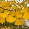 Ginkgo Biloba Live Tree - 6-12" Tall - 1 Quart Pot - Deciduous Maidenhair Tree - Image 1