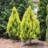 Golden Arborvitae Live Tree - 8-14" Tall - 1 Quart Pot - Evergreen Shrub Golden Arborvitae Live Tree - 8-14" Tall - 1 Quart Pot - Evergreen Shrub - Image 1