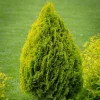Golden Arborvitae Live Tree - 8-14" Tall - 1qt Pot - Evergreen Shrub Golden Arborvitae Live Tree - 8-14" Tall - 1qt Pot - Evergreen Shrub - Image 1