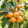 Golden Loquat Fruit Tree Live Plant, Eriobotrya japonica, Cold Hardy Tropical Plant, 10-14 inches tall, Half-Gallon Pot, Outdoor - Image 1