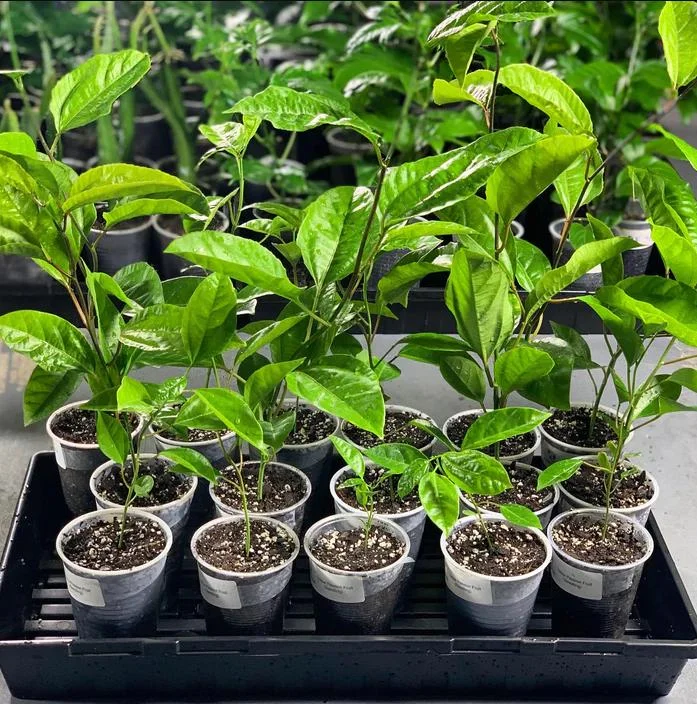 Golden Passion Fruit Vine Live Plant - Sweet Granadilla - 5-7 Inch Tall Golden Passion Fruit Vine Live Plant - Sweet Granadilla - 5-7 Inch Tall - Image 10