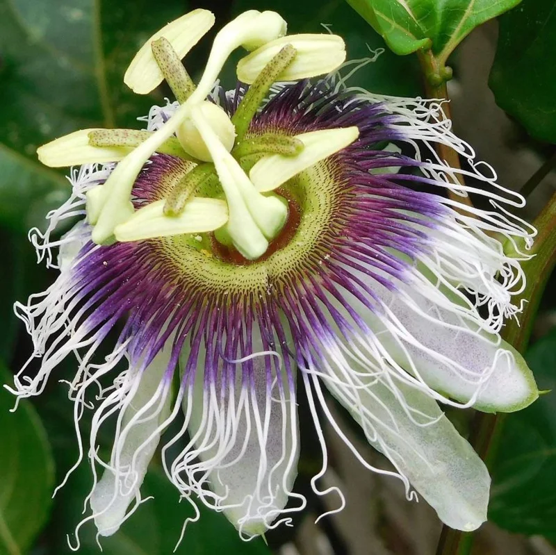 Golden Passion Fruit Vine Live Plant - Sweet Granadilla - 5-7 Inch Tall Golden Passion Fruit Vine Live Plant - Sweet Granadilla - 5-7 Inch Tall - Image 4
