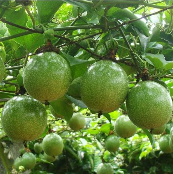 Golden Passion Fruit Vine Live Plant - Sweet Granadilla - 5-7 Inch Tall Golden Passion Fruit Vine Live Plant - Sweet Granadilla - 5-7 Inch Tall - Image 5