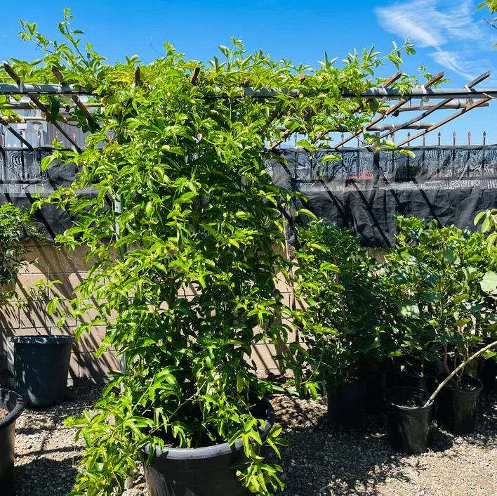 Golden Passion Fruit Vine Live Plant - Sweet Granadilla - 5-7 Inch Tall Golden Passion Fruit Vine Live Plant - Sweet Granadilla - 5-7 Inch Tall - Image 6