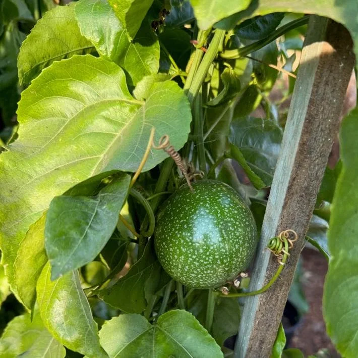 Golden Passion Fruit Vine Live Plant - Sweet Granadilla - 5-7 Inch Tall Golden Passion Fruit Vine Live Plant - Sweet Granadilla - 5-7 Inch Tall - Image 8