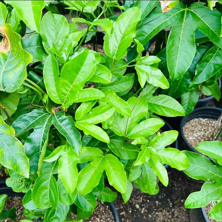 Golden Passion Fruit Vine Live Plant - Sweet Granadilla - 5-7 Inch Tall Golden Passion Fruit Vine Live Plant - Sweet Granadilla - 5-7 Inch Tall - Image 9