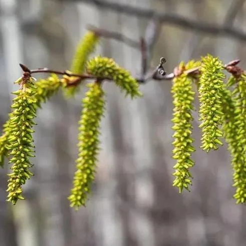 Golden Quaking Aspen Bare Root Trees, 2-3 Ft Tall, White Bark, Yellow Fall Foliage, 4-Pack Outdoor Golden Quaking Aspen Bare Root Trees, 2-3 Ft Tall, White Bark, Yellow Fall Foliage, 4-Pack Outdoor - Image 10