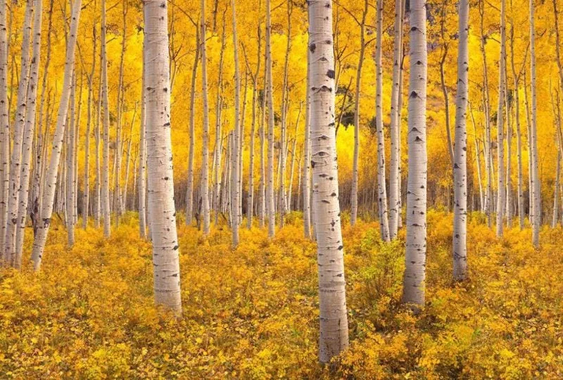 Golden Quaking Aspen Bare Root Trees, 2-3 Ft Tall, White Bark, Yellow Fall Foliage, 4-Pack Outdoor Golden Quaking Aspen Bare Root Trees, 2-3 Ft Tall, White Bark, Yellow Fall Foliage, 4-Pack Outdoor - Image 5