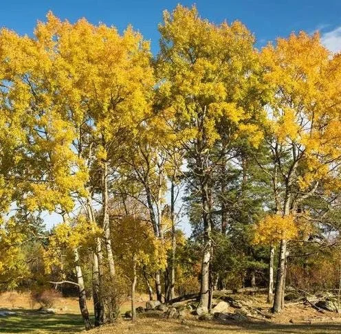 Golden Quaking Aspen Bare Root Trees, 2-3 Ft Tall, White Bark, Yellow Fall Foliage, 4-Pack Outdoor Golden Quaking Aspen Bare Root Trees, 2-3 Ft Tall, White Bark, Yellow Fall Foliage, 4-Pack Outdoor - Image 7