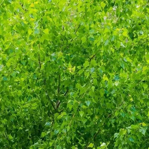 Golden Quaking Aspen Bare Root Trees, 2-3 Ft Tall, White Bark, Yellow Fall Foliage, 4-Pack Outdoor Golden Quaking Aspen Bare Root Trees, 2-3 Ft Tall, White Bark, Yellow Fall Foliage, 4-Pack Outdoor - Image 8