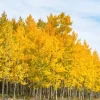 Golden Quaking Aspen Bare Root Trees, 2-3 Ft Tall, White Bark, Yellow Fall Foliage, 4-Pack Outdoor Golden Quaking Aspen Bare Root Trees, 2-3 Ft Tall, White Bark, Yellow Fall Foliage, 4-Pack Outdoor - Image 1