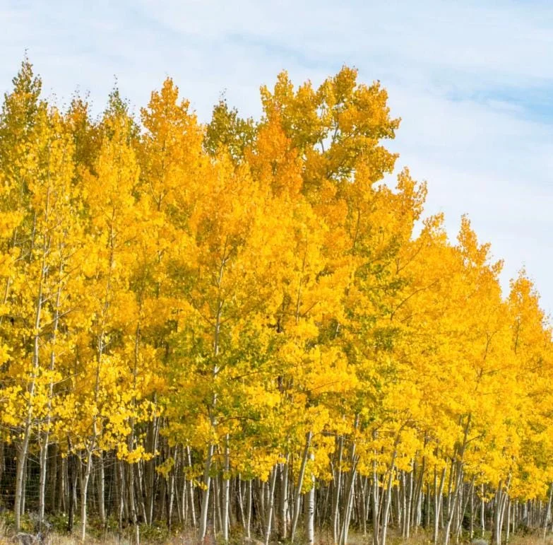 Golden Quaking Aspen Bare Root Trees, 2-3 Ft Tall, White Bark, Yellow Fall Foliage, 4-Pack Outdoor Golden Quaking Aspen Bare Root Trees, 2-3 Ft Tall, White Bark, Yellow Fall Foliage, 4-Pack Outdoor - Image 1