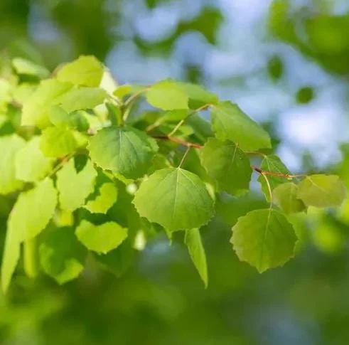 Golden Quaking Aspen Bare Root Trees, 2-3 Ft Tall, White Bark, Yellow Fall Foliage, 4-Pack Outdoor Golden Quaking Aspen Bare Root Trees, 2-3 Ft Tall, White Bark, Yellow Fall Foliage, 4-Pack Outdoor - Image 9