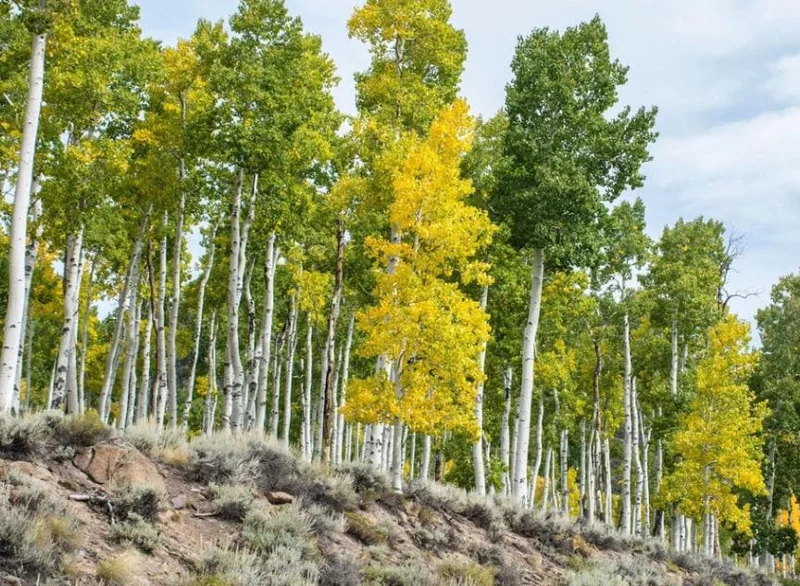Golden Quaking Aspen Bare Roots - 2 Live Trees, 2-3 Ft Tall, White Bark, Yellow Fall Foliage, Cold Hardy Outdoor Populus Tremuloides Golden Quaking Aspen Bare Roots - 2 Live Trees, 2-3 Ft Tall, White Bark, Yellow Fall Foliage, Cold Hardy Outdoor Populus Tremuloides - Image 4